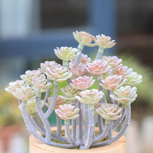 Succulents Plants Artificial, Faux Succulents in Pots, Realistic Fake Succulents for Home Office Living Room Bedroom Bathroom Decor, Set of 3